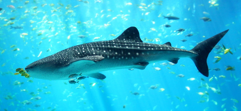 shark, ocean, 1080P, underwater, whale, sea