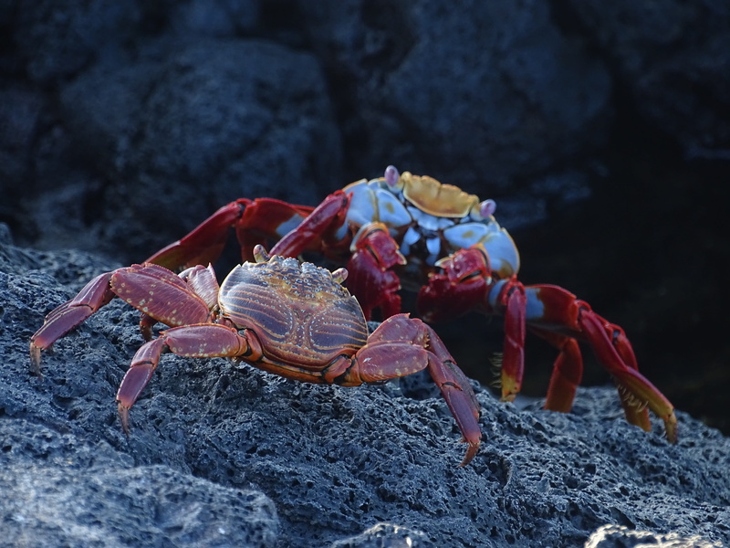 5K, galapagos, rock - object, crustacean, marine, shellfish, rock, sea, outdoors, animal, sally lightfoot crab, nature, animals in the wild, crab, one animal