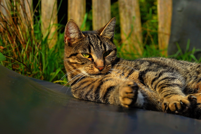 animal themes, close-up, brown, tiger cat, pretty, mammal, head, whisker, cute, feline, relaxation, black, selective focus, graceful, domestic, pet, cat