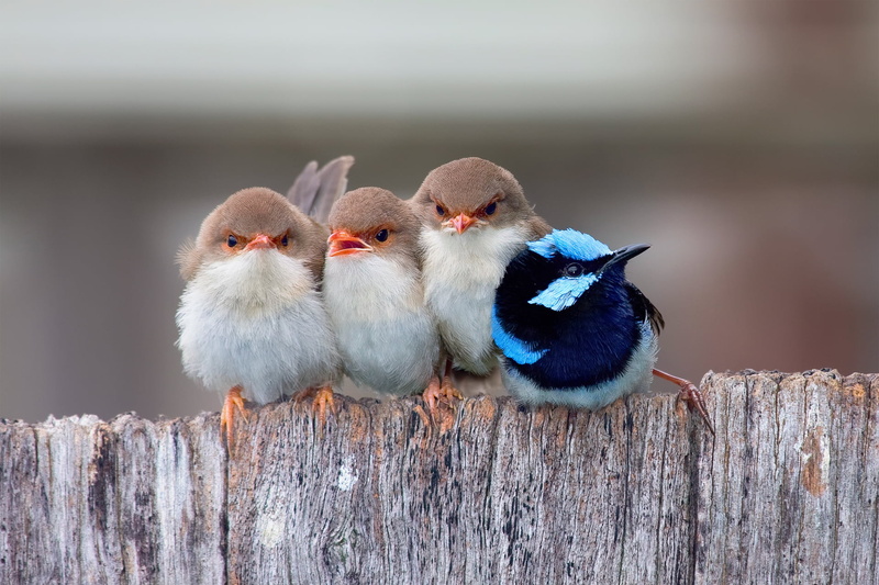 Chicks, animal wildlife, feather, animals In The Wild, looking, white, cute, no people, perching, three, three animals, bird, animal themes, animal, wildlife
