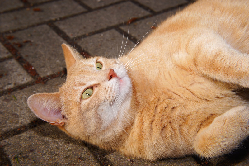 day, domestic, pet, one animal, dear, domestic animals, pets, cat, head, resting, lucky cat, mouth open, big eyes, relaxation, fur, whisker, vertebrate