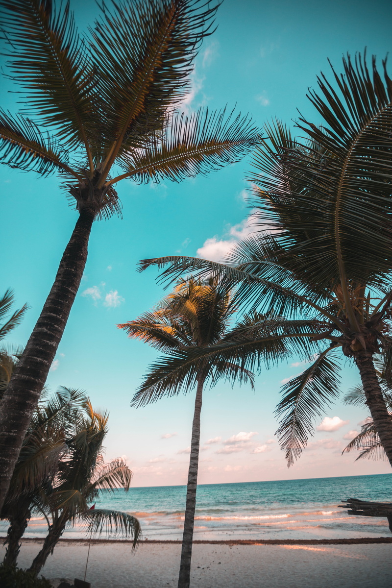 outdoors, tropic, tree, land, growth, sky, water, scenics - nature, tranquility, nature, 5K, trees, palm tree, body, seashore, palm leaf, tropical, tropical climate