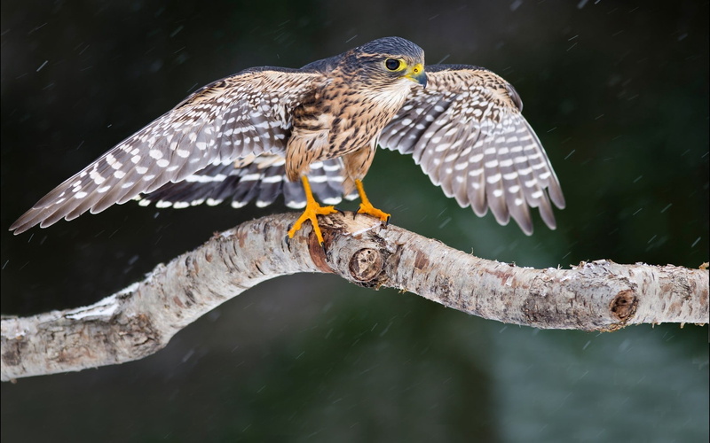water, vertebrate, outdoors, one animal, wings, eagle, animal themes, falcon, beak, feather, tree, animal wildlife, bird of Prey, looking, hawk - Bird