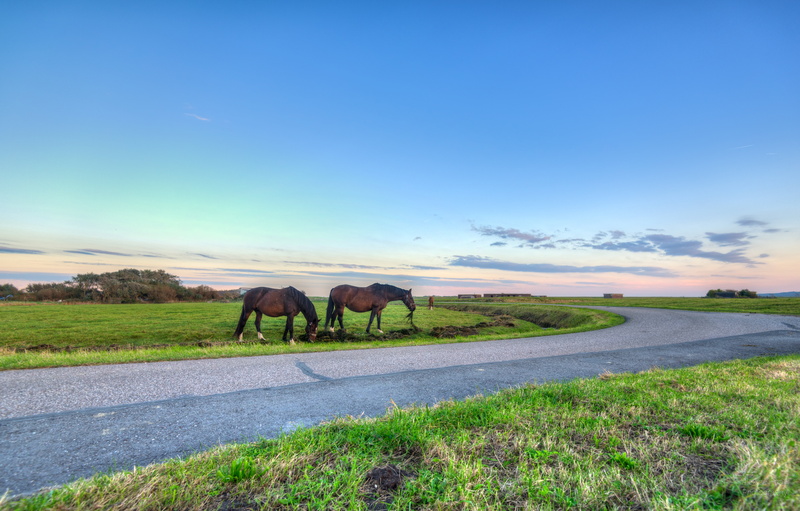 horse, meadows, grass, Dutch, flat, landscape, weiden, Nikon D750, brown, dinner, meadow, high dynamic range, hemel, light, daylight, en, couple, Harger