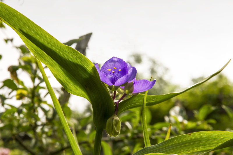 three-leaved, bloom, springtime, summer, vulnerability, flowering plant, flower Head, three, flower, no people, leaf, petals, krautig, nature, macro, beauty In Nature
