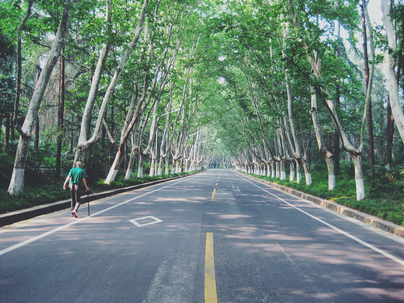 leisure activity, nature, tree, green color, trees, lifestyles, one person, diminishing perspective, men, old, elderly, sign, symbol, daytime, 2K, asphalt
