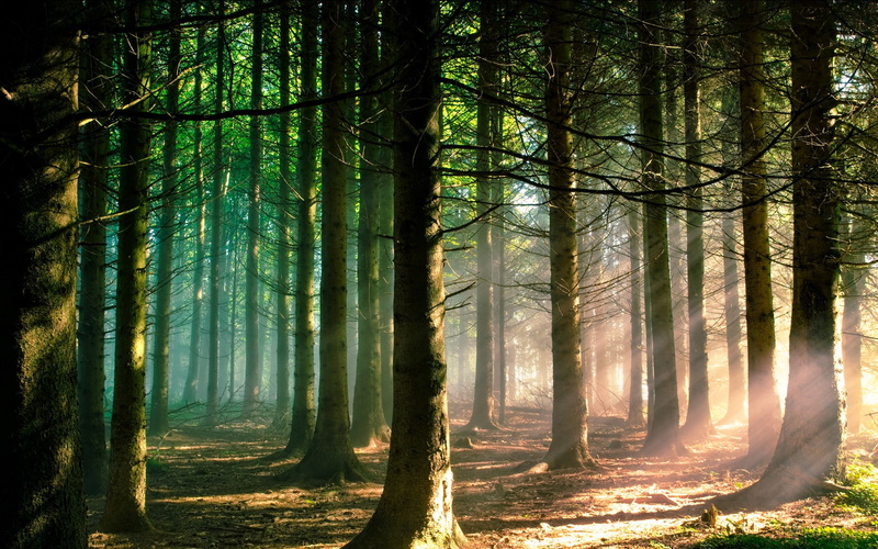 pine trees, sun rays, sunlight, landscape, branch, trees, nature, forest, 1080P, green