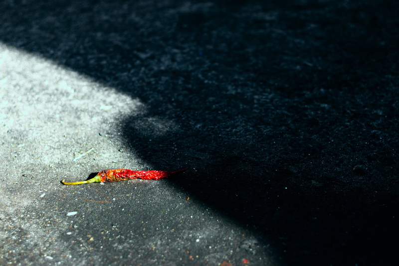 nature, south africa, contrast, red, leftovers, focus on foreground, street, invertebrate, city, concrete, asphalt, insect, selective focus, peppers, marine