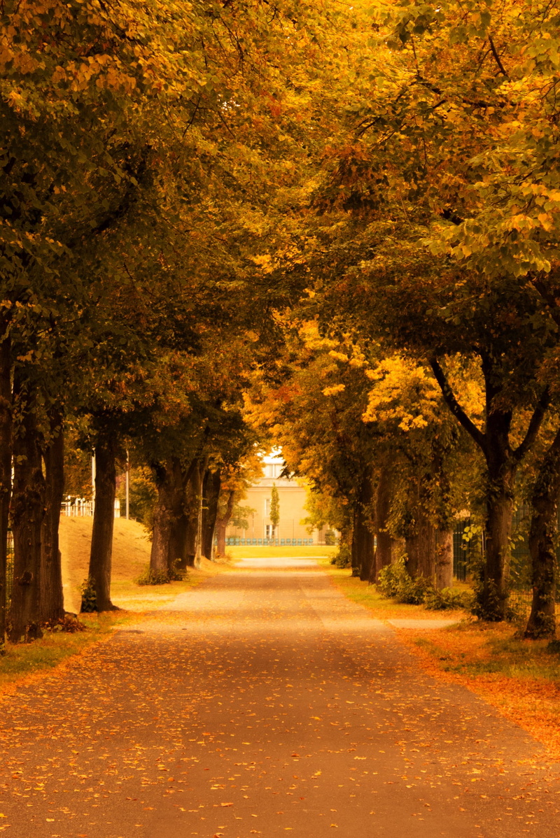 leaves, footpath, orange color, tranquility, berlin, middle, diminishing perspective, walk, autumn, 2K, tree lined avenue, autumn mood, change, mood, away