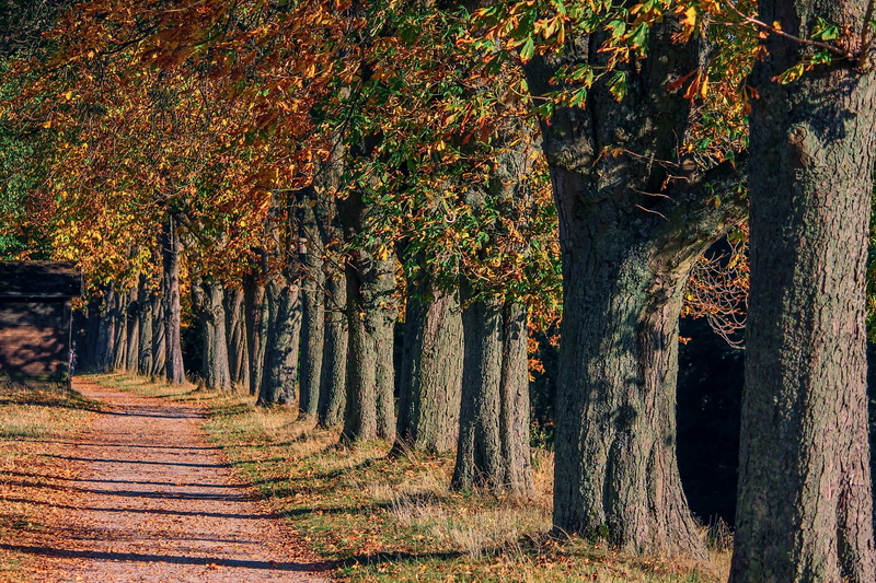 scenics - nature, season, forest, woodland, fall foliage, autumn mood, chestnut, growth, leaves, 4K, trees, treelined, old, change, land, colorful, trunk