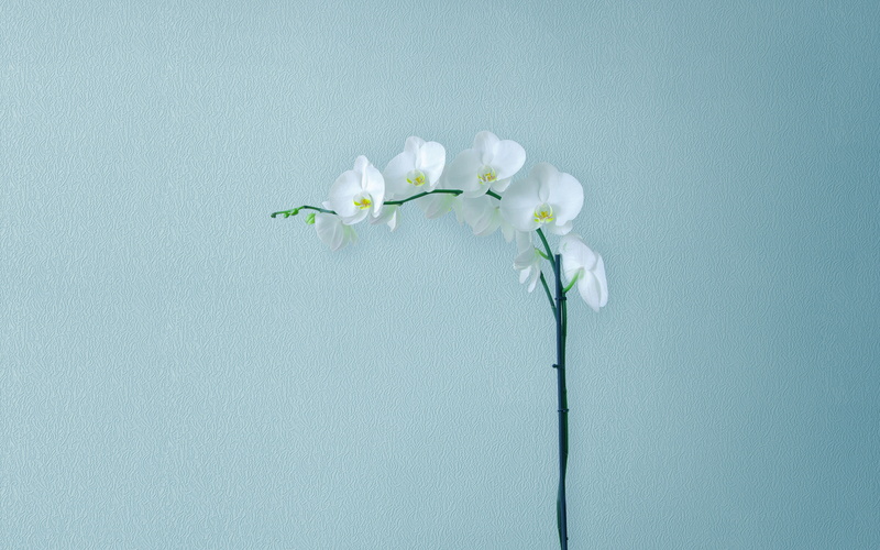 close-up, flower head, beauty in nature, MediaPad, white color, vulnerability, springtime, day, blue, fragility, inflorescence, outdoors, plant, Stock