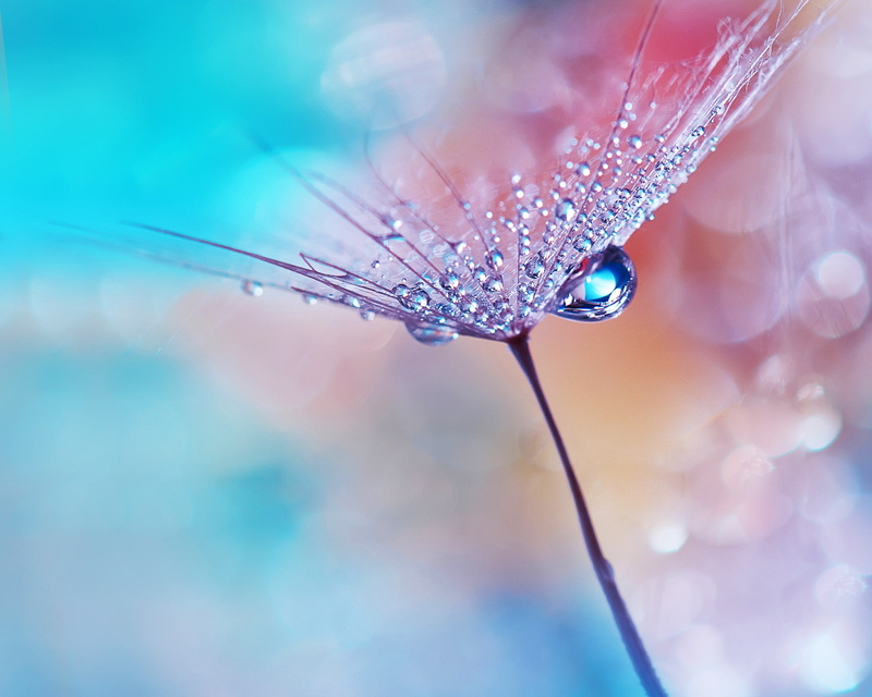 Bokeh, Macro, 1080P, Huawei MediaPad, HD, Dew drops, Stock, Flower