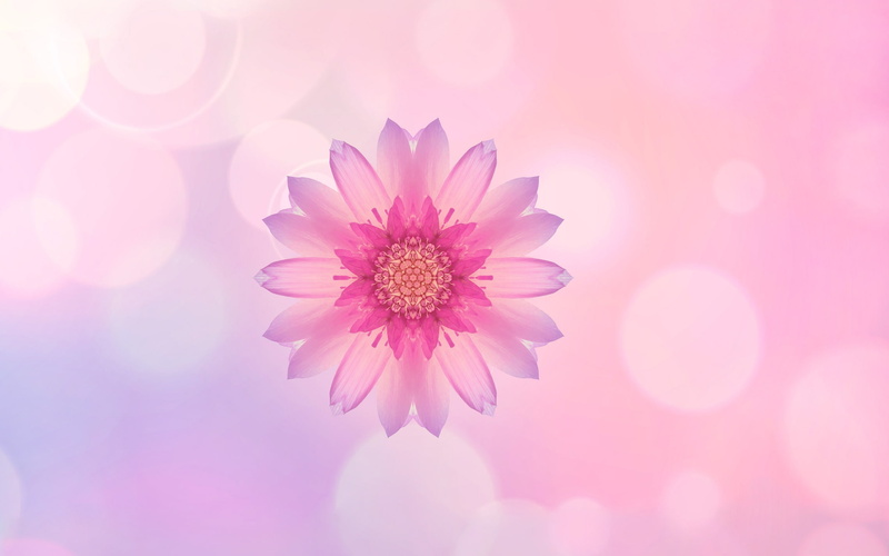 plant, vulnerability, gardening, copy space, outdoors, purple, no people, flowering plant, nature, beauty in nature, springtime, growth, pink color, backgrounds