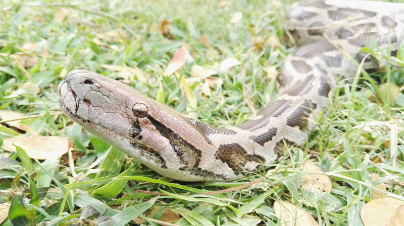 communication, one animal, beautiful, huawei, animals in the wild, animal themes, animal wildlife, day, grass, no people, sign, plant, animal scale, focus on foreground