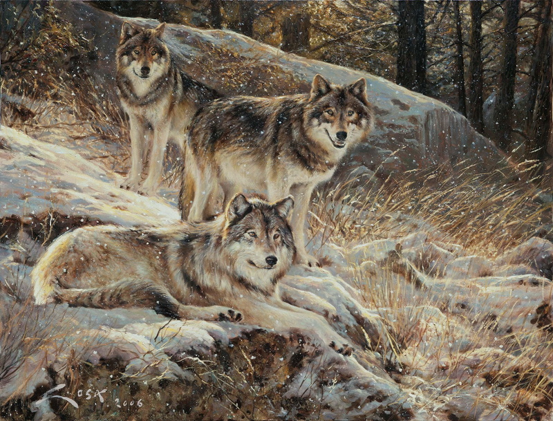 animals, 1080P, wolves, dogs, grey wolf, mates, team, wolf