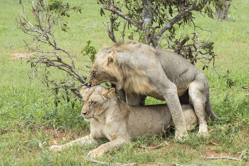 cat, animal themes, plant, grass, animal wildlife, lion, wild, undomesticated cat, lion - feline, group of animals, domestic animals, nature, tree, female animal