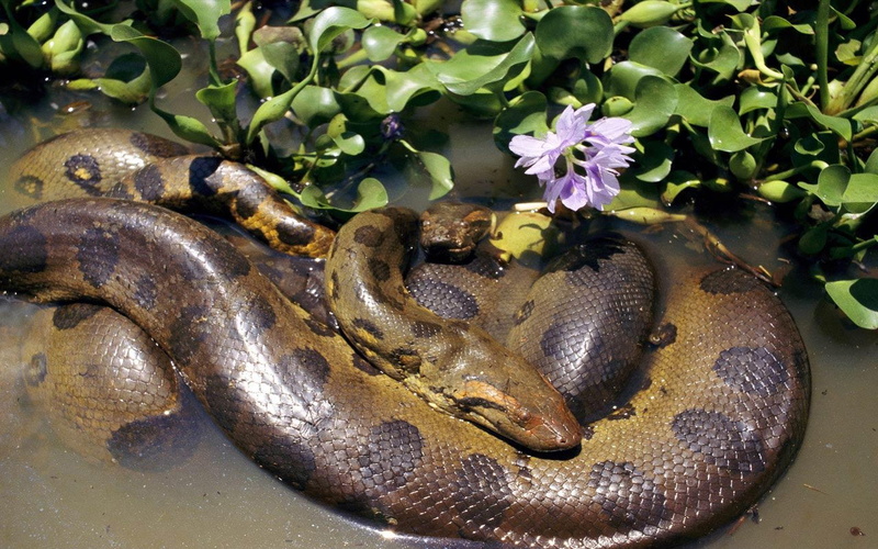 one animal, animals in the wild, no people, water, plant, mating, animal themes, 4K, vertebrate, flower, anacondas, animal wildlife, reptile, animal, beauty in nature