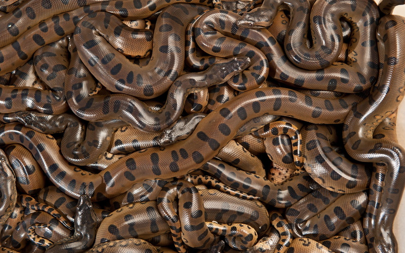 old, close-up, hd, large group of objects, architecture, no people, art and craft, mating, metal, backgrounds, anacondas, carving - craft product