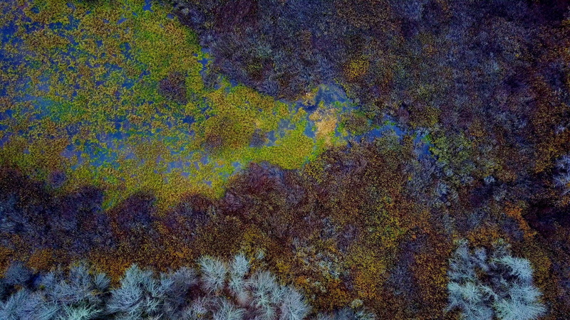 backgrounds, full frame, untitled, ecosystem, multi colored, pattern, landscape, nature, textured, rough, oil spill, underwater, lichen, water, aerial