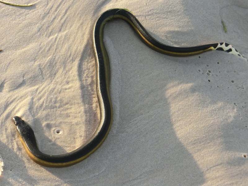 day, sunlight, Dangerous, Reptile, shadow, outdoors, beach, close-up, animal wildlife, animal themes, absence, nature, Sea-Snake, high angle view, 4K