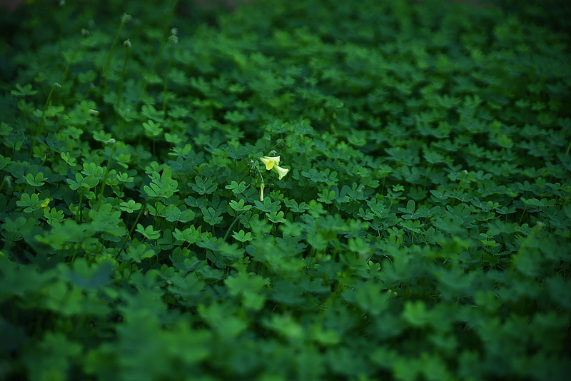 no people, environment, leaf, flowering plant, high angle view, green, beauty in nature, desktop, selective focus, soft, land, flora, floating on water