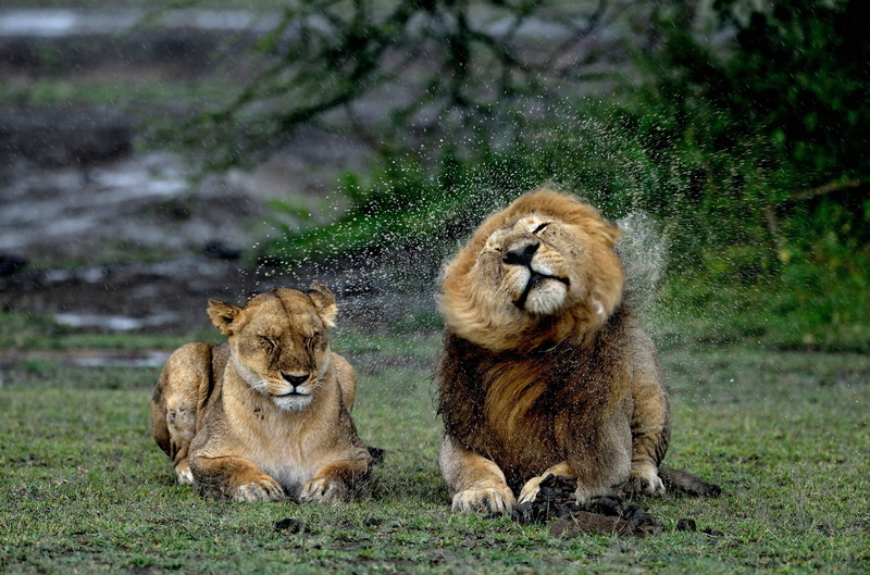 Leo, lioness, 1080P, wet, squirt, rain, lions