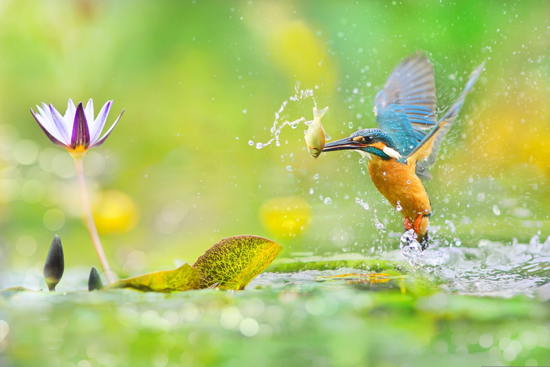 bird, squirt, mining, leaves, Taiwan, photographer, water, catch, FuYi Chen, bokeh, glare, greens, fish, bright, colorful, flower, 1080P, Kingfisher, macro