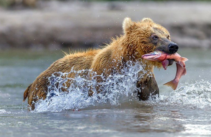 catch, bear, water, 1080P, squirt, red fish