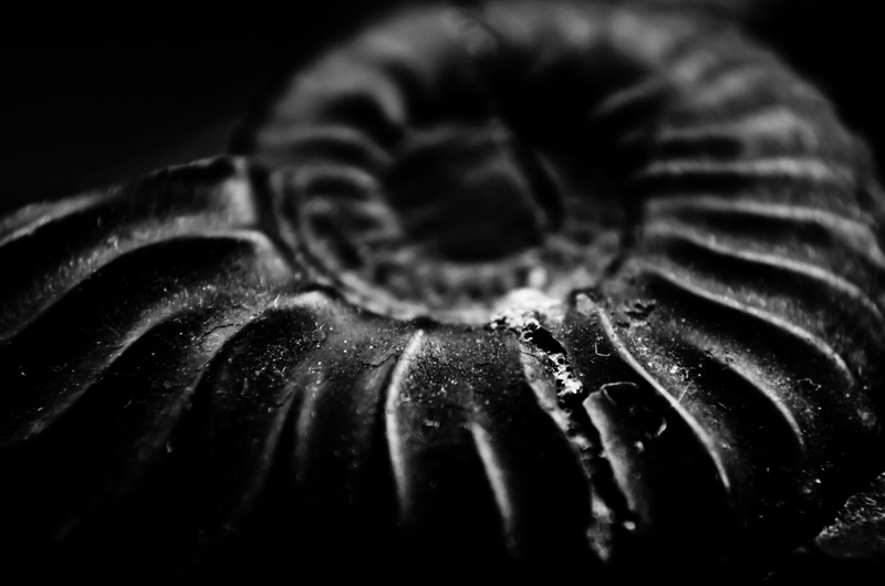 flower, one animal, animals, close-up, sea, animal themes, earth, drop, still life, plant, 4K, photo, dew, fossil, black color, backgrounds, macro, old