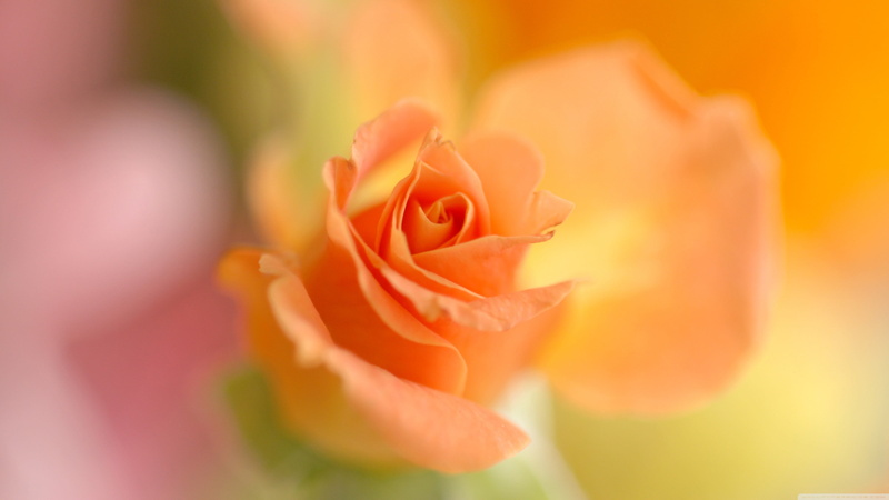 rose wine, flowering plant, beauty in nature, innocence, 4K, flower, rose, closeup, orange color, fragility, vulnerability, petal, outdoors, multi colored