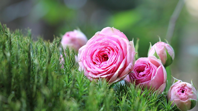 close-up, rose, pink flowers, green color, plant, day, flowering plant, vulnerability, outdoors, bloom, 4K, flower head, nature, bud, beauty in nature