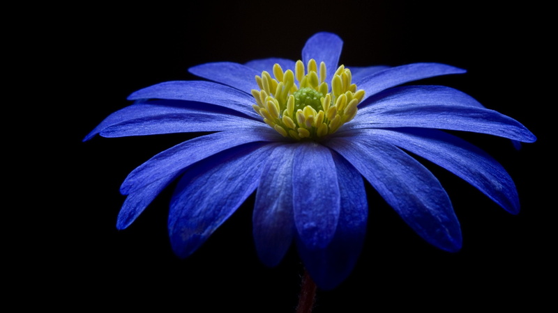 petal, no people, pollen, color, flowering plant, flower head, plant, object, purple, freshness, black background, yellow, beauty in nature, bloom, flower