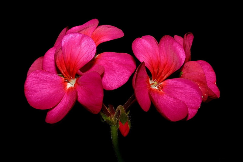 backgrounds, single Flower, black Background, no People, bloom, macro, nature, summer, botany, geraniums, freshness, purple, stamen, growth, petaled, flower