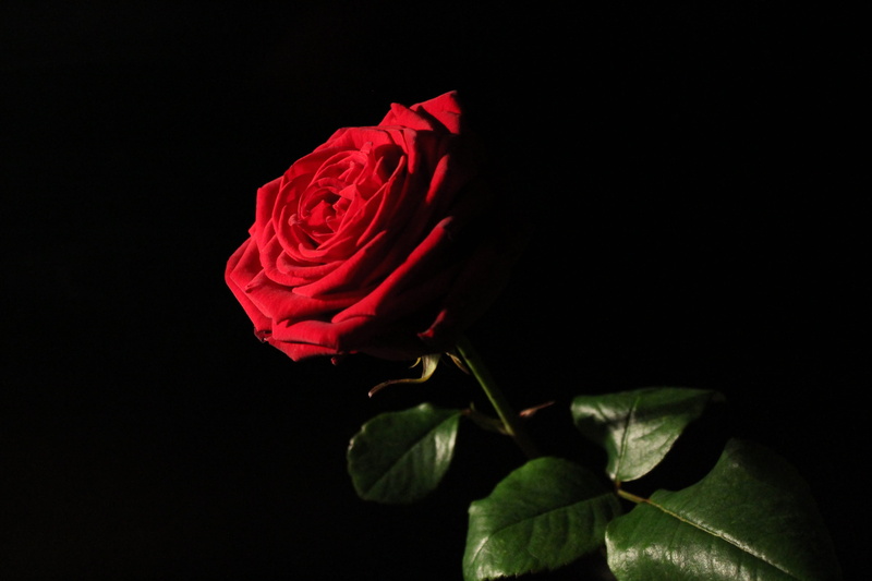 flower, rose, close-up, blossom, plant, red, flower head, no people, red-naomi, petal, plant part, fragility, valentines day - holiday, black background