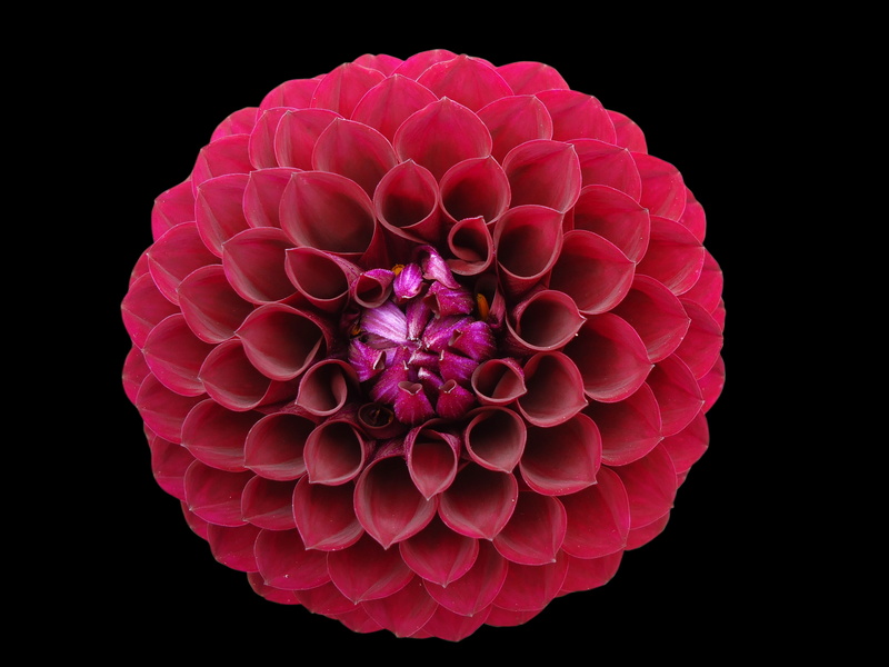petaled, beauty in nature, cut out, inflorescence, black background, nature, dahlia, flower head, studio shot, 4K, flowering plant, petal, colorful, single object