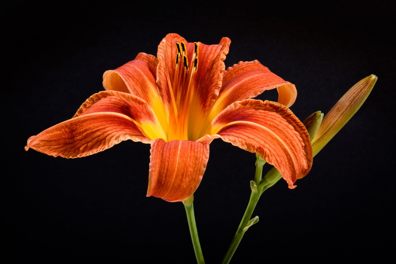 daylily, flower isolated, orange flower, red, iris - plant, stem, black background, beauty in nature, orange color, no people, color, orange, lily, macro