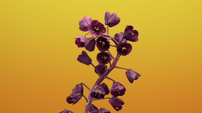 iOS11, iPhone 8, WWDC 2017, flower, 4k, iPhone X, HD, retina, 2K