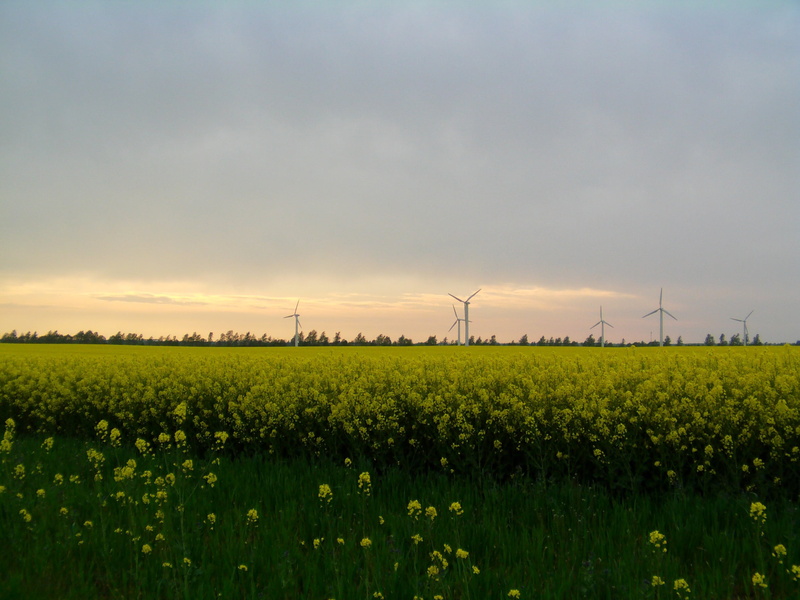 environment, rügen, landscape, beauty in nature, outdoors, environmental conservation, plant, windmills, tranquil scene, renewable energy, field, electricity