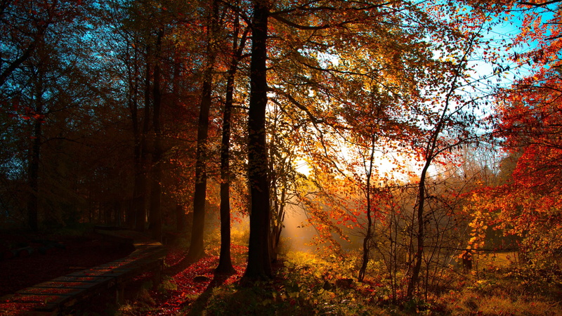 sunshine, autumn, forest, 4K, trees, sunray, sunlight, sun
