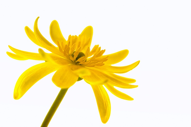 growth, plants, freshness, flower, florist, flowering plant, life, fragility, stem, tulips, no people, petals, close-up, fresh, bloom, flowers, beauty in nature