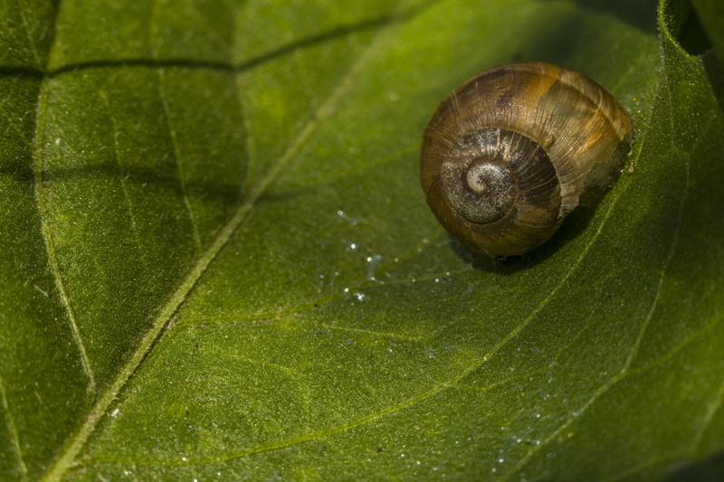 animal themes, ukraine, animals in the wild, Snail, wood, bush, light, dew, Sheet, closeup, one animal, invertebrate, animal wildlife, animal, nature, shell