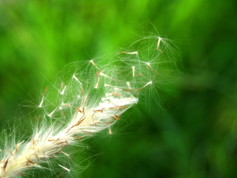 petal, collection, dandelion, yellow, spider, 2K, wind, garden, no people, nature, blur, freshness, macro, blooming, beauty in nature, light, outdoors