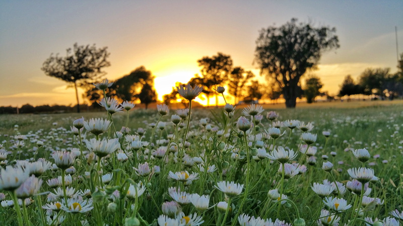 sun, silhouette, summer solstice, photo, 5K, sunlight, close, petaled, summer, near, plant, flower, field, close up, sky, trees, beauty In Nature, meadow