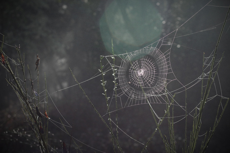 spider web, rain, complexity, cobweb, pattern, cab, wet, intricacy, backgrounds, vulnerability, trap, outdoors, fragility, animal, photo, concentric, close-up