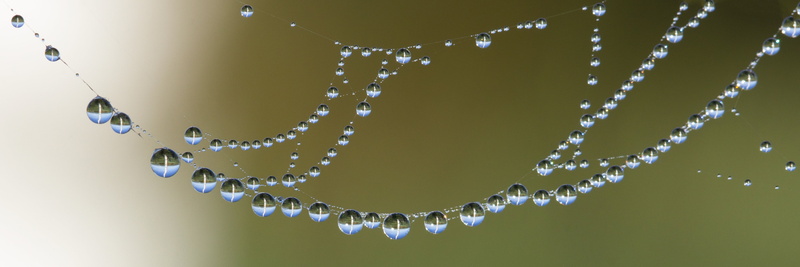 web, close, beaded, spider web with water beads, fragility, illuminated, jewelry, macro, photo, necklace, cobweb, morning, day, personal accessory, pearl jewelry