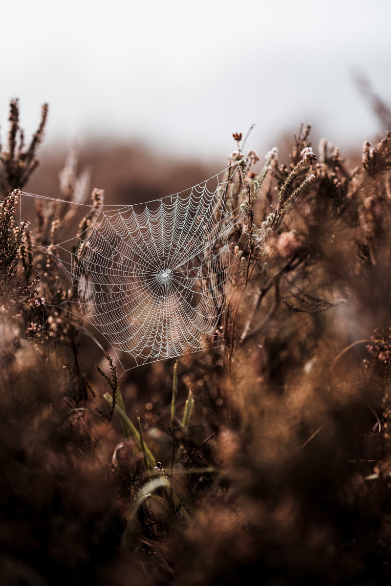 leaf, spider, spiderweb, spider Web, mist, plant, dew, spiders web, wet, summer, beauty In Nature, texture, pattern, raindrop, web, brown, drop, arachnid