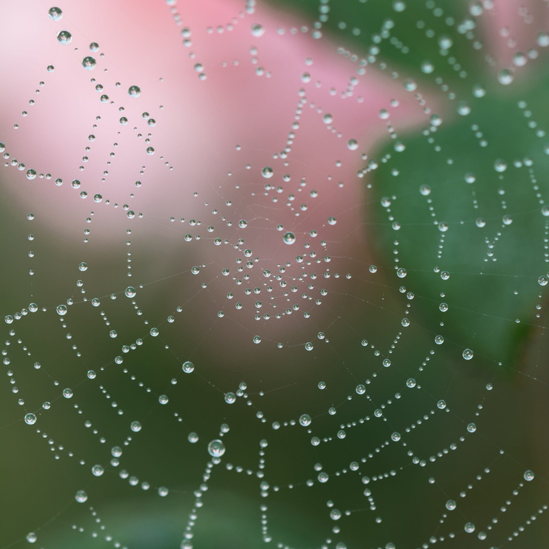 close-up, vulnerability, morning, web, no people, drops, raindrops, daytime, macro, drop, water, beauty in nature, spider, rain, outdoors, freshness, droplets