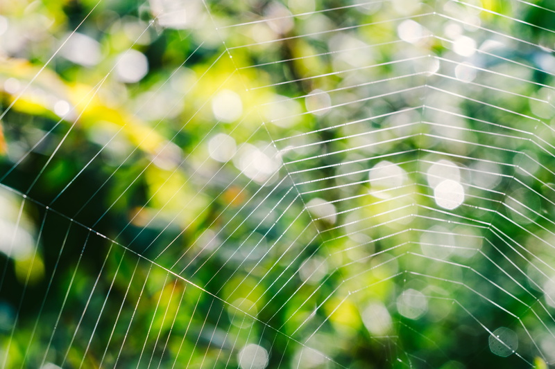 bokeh, intricacy, plant, closeup, summer, green, backgrounds, network, garden, abstract, light, close, morning, shape, spider web, day, concepts, cobweb