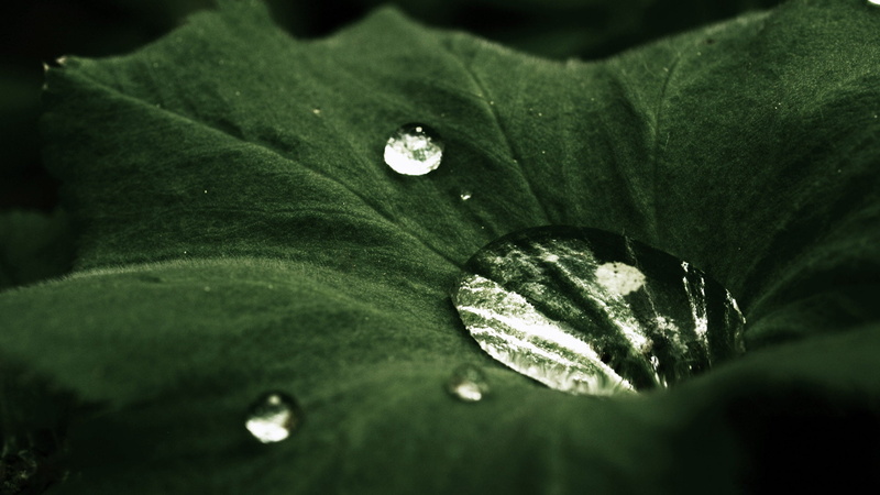 nature, reflection, morning, fresh, green, plant, texture, one animal, freshness, garden, rain, flower, season, close-up, no people, grass, detail, water