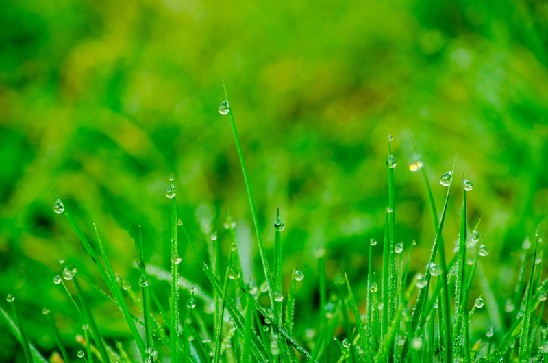 close, frisch, beauty in nature, photo, rush, fragility, land, plant, dew, springtime, grass, nature, field, selective focus, selective, grasses, green color